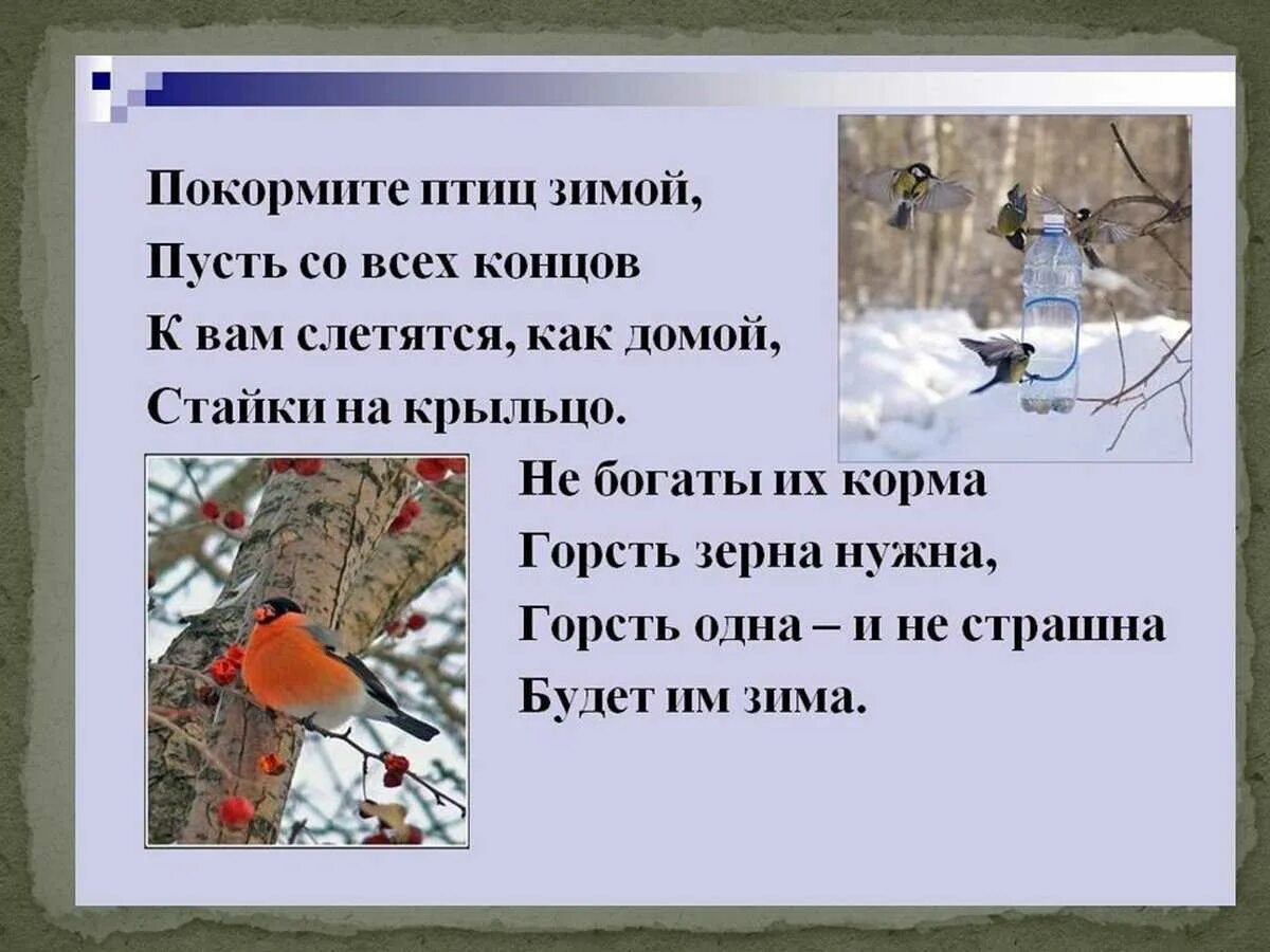 Как помочь птицам зимой 1 класс. Проект покормите птиц. зимующие птицы зимой. проект о зимующих птицах для дошкольников. проект птицы зимой.