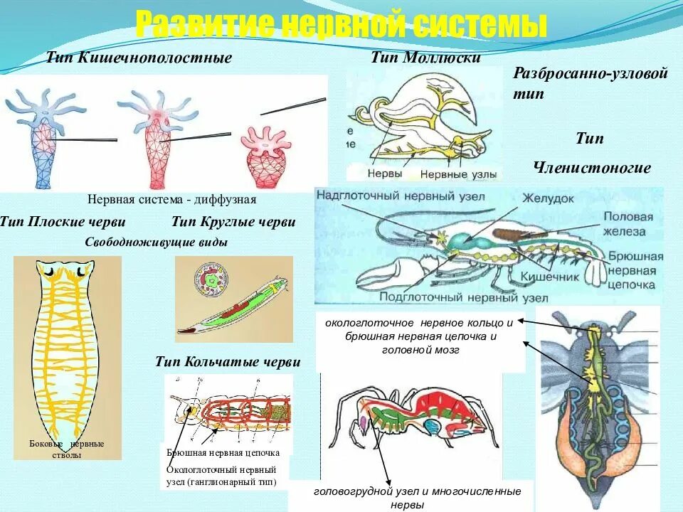 Конспект по зоологии. Зоология беспозвоночных. Строение тела беспозвоночных. Особенности строения беспозвоночных. У каких беспозвоночных животных нервная система образована