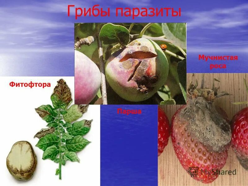 Головня фитофтора трутовик. Грибы паразиты фитофтора биология. паразиты грибы мучнистая роса фитофтора. паразитический гриб фитофтора паразитирует. парша гриб паразит.