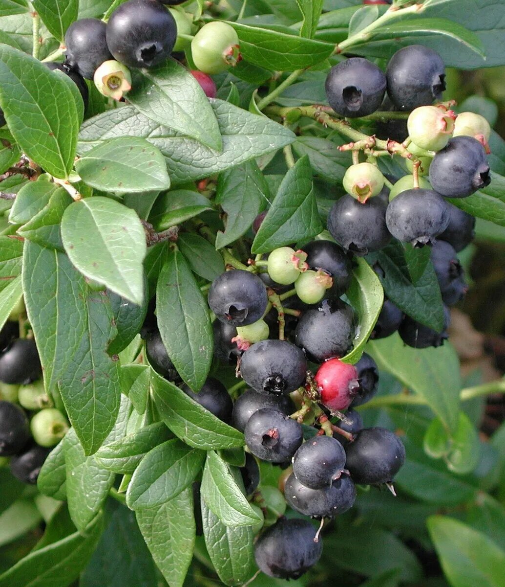 Какая ягода черного цвета. Ирга коринка. Голубика Садовая. Putte голубика. Ирга ягода.