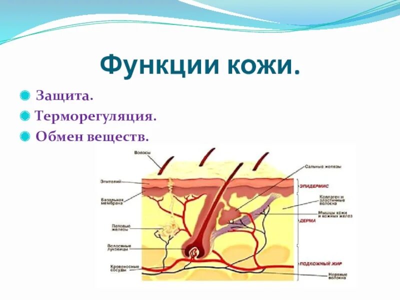 Охарактеризуйте роль кожи в жизни. Схема функции кожи. Функции кожи человека. Строение и защитные функции кожи. Функции кожи животных.