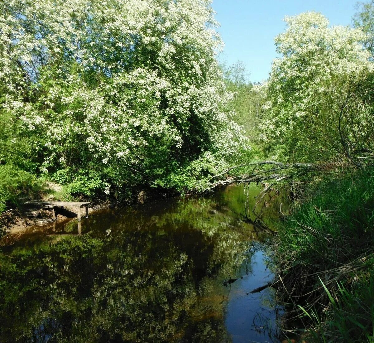 Заросли вдоль реки