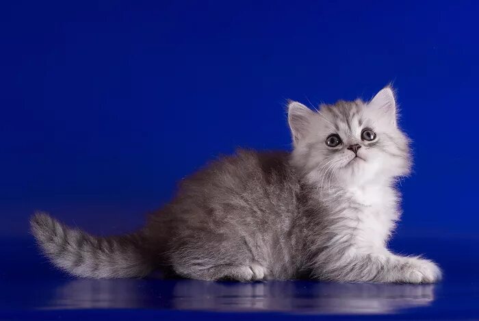 Колыбельная для малышей про кота. Сказочные коты. Три милых котенка. Спящие котята. Скоттиш страйт хайленд шотландская прямоухая.