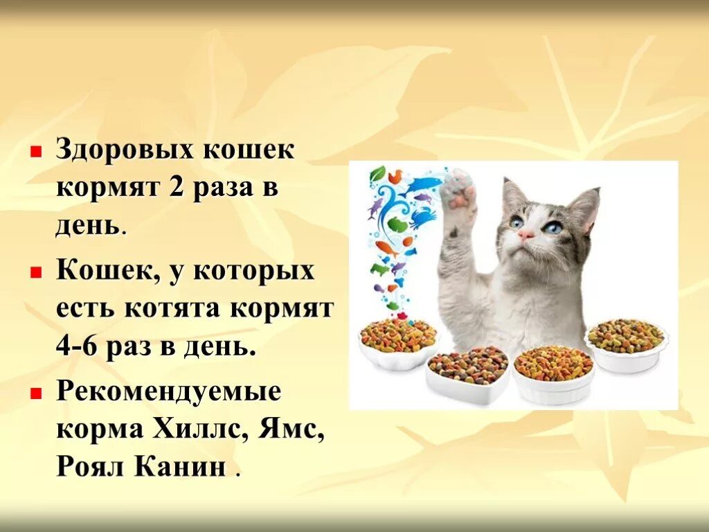 Каким кормом можно кормить котят. Полезная еда для котов. Здоровое питание котят. Правильное питание для котят. Рацион котенка на натуральном питании.