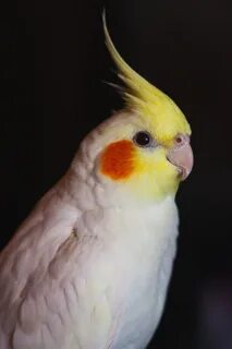 Попугай корелла желтый