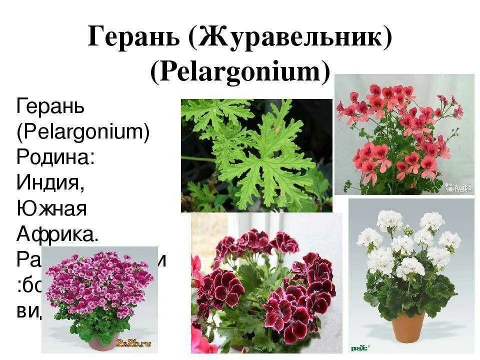 Пеларгония душистая и зональная. Родина герани пеларгонии. Пеларгония Родина растения. Пеларгония душистая строение.