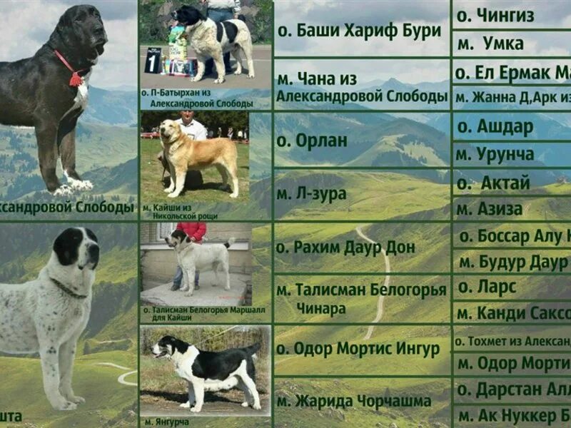 родословная на восточно европейскую овчарку ркф. родословная кузнецовых. сычевы родословная. родословные сао. база собак ркф родословных лаек сабун-кунак.