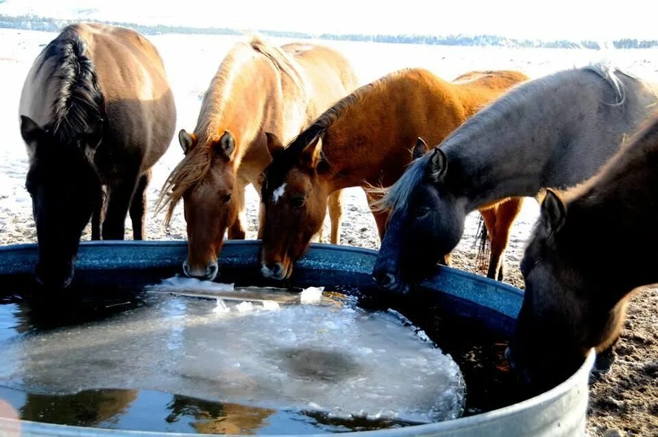 Drinking Horse. Horse is drinking. Horse Drinks Water for Kids. The Horse is drinking Water.