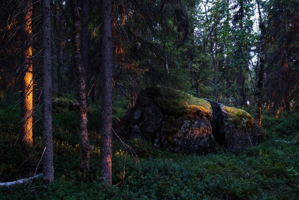 еловый лес карелия. сосновый бор экотропа. тайга северная карелия. Forest karelia. хвойный лес карелии.