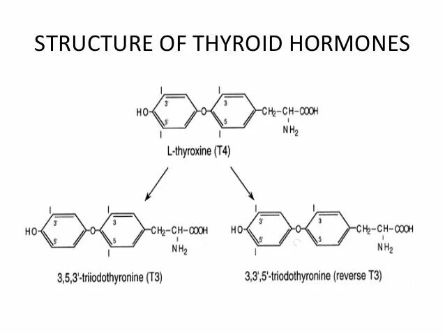 Тироксин ферменты. Тиреоидные гормоны. Гормон Тироид. Тиреоидные гормоны структура. Тиреоидные гормоны это гормоны.