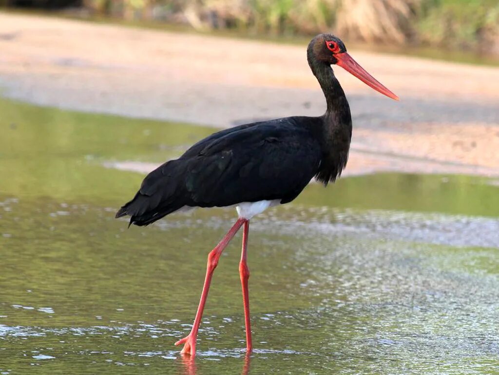 Черный рб. Краснокнижный черный аист. Черный рб. Черный рб. Уссурийский заповедник черный аист.