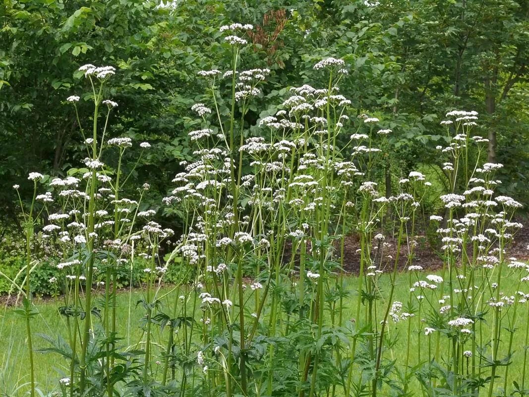 Валерьянка трава. Валериана травянистое растение. Валериана двудомная. Valeriana officinalis растение. Валериана цельнолистная.