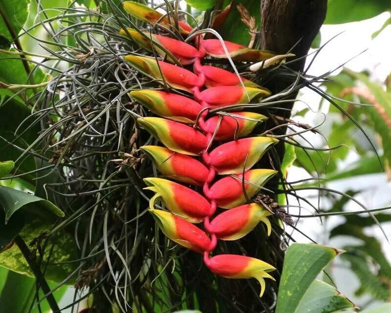 Краба растение. Клешня краба, Геликония Ростральная (Heliconia rostrata). Клешня краба, Геликония Ростральная. Геликония (Heliconia). Геликония мохнатая.