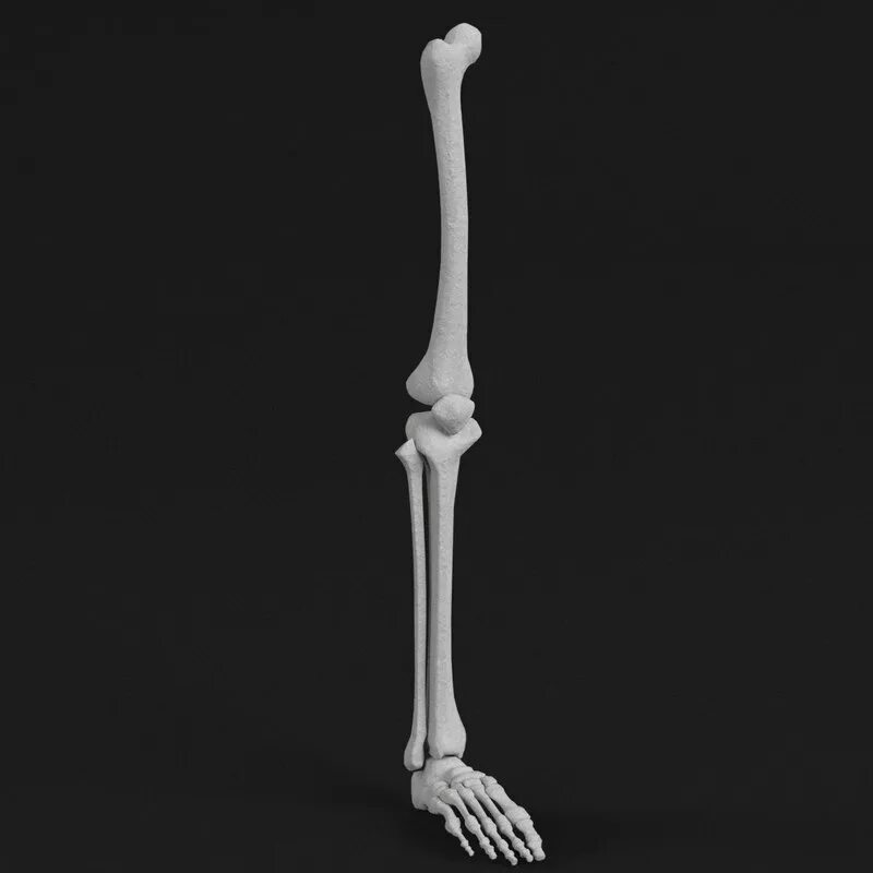 Bone 3d