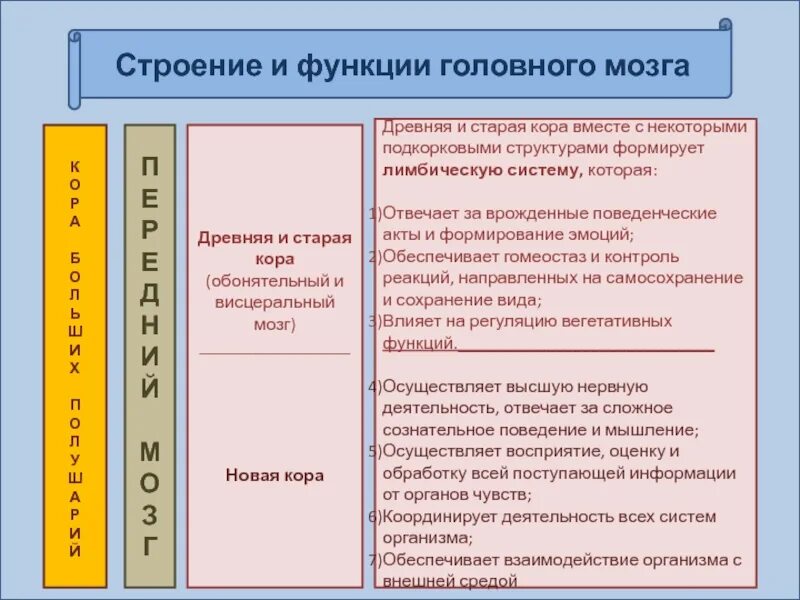 Какова функция коры. Функции древней старой и новой коры головного мозга. Функции старой, древней и новой коры.. Строение древней коры головного мозга. Строение и функции древней и старой коры.