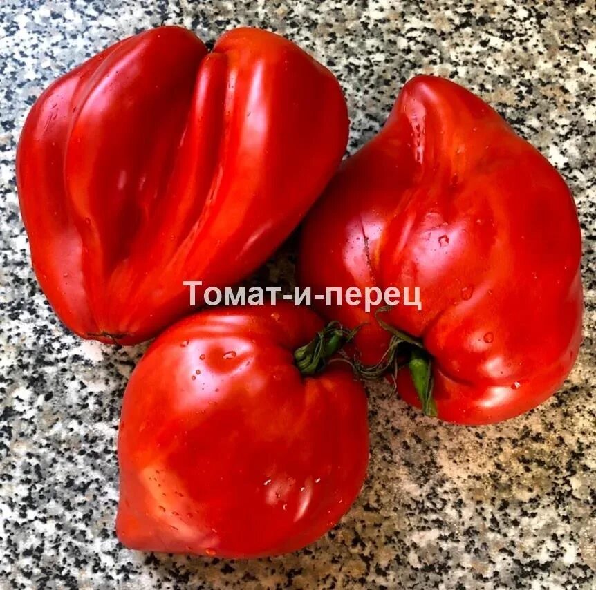 Томат древнее акви терме. Томат сердце акви терме. томат античное сердце акви терме. помидоры древнее сердце акви терме. древнее сердце акве дерме томат.