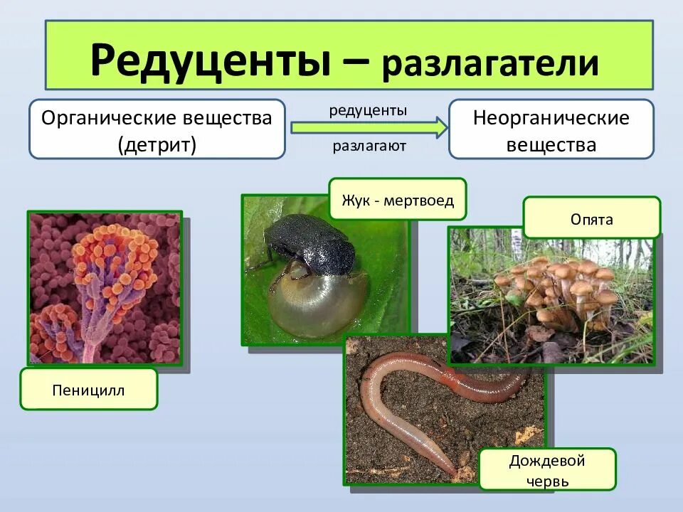 Органическое разложение живого. Редуценты Разрушители грибы. Редуценты примеры. Редуценты это в биологии. Организмы редуценты.