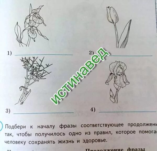 Рассмотри изображение ковыля ландыша тюльпана. На рисунках представлены изображения растений. На рисунках представлено изображение тюльпана. На рисунках представлены изображения тюльпана ириса верблюжьей. 3 3 На рисунках представлены изображения растений.