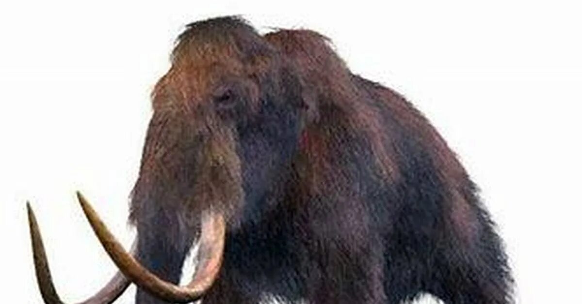Мамонт это млекопитающее или нет. Columbian mammoth колумбийский мамонт. черный мамонт. волосатый мамонт. шерстистый носорог.