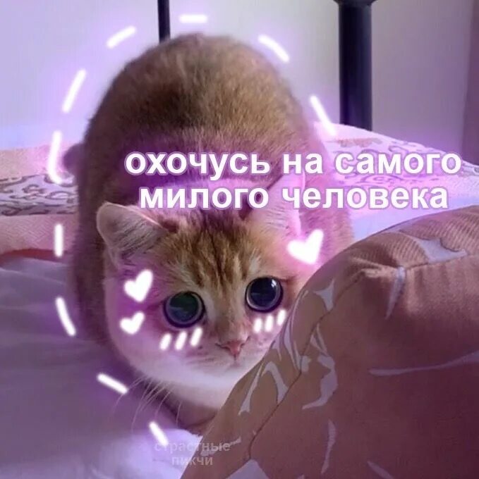Котенок прости. Милые картиночки с котиками и надписями. Котики с сердечками и надписями. Милые котики с сердечками. Картиночки с котиками.