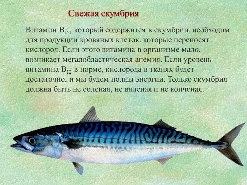 Почему рыба вредна. Скумбрия. Витамины в рыбе скумбрия. Скумбрия витамины. Полезные рыбы скумбрия.