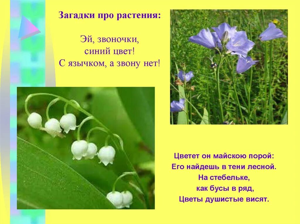 Стихи про первые цветы. Загадки про растения. Загадки про цветы. Стихи и загадки про растения. Загадки на тему растения.