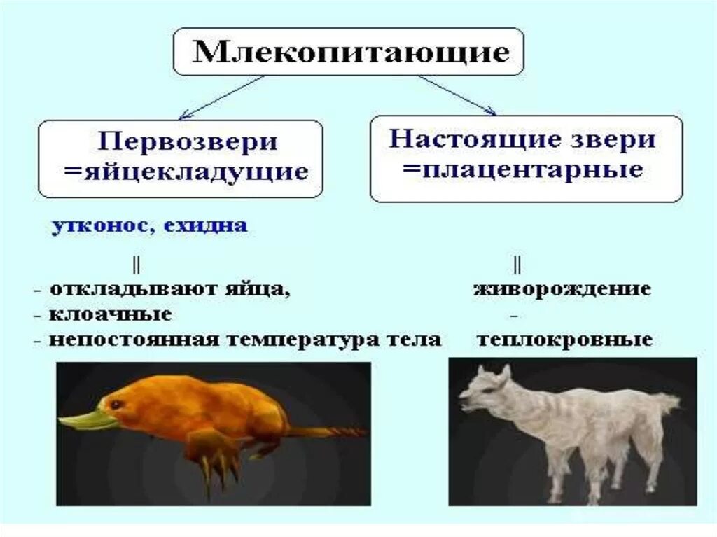 Разнообразие млекопитающих. Млекопитающие представители. Млекопитающие презентация. Млекопитающие схема. Докажите преимущества размножения млекопитающих по сравнению