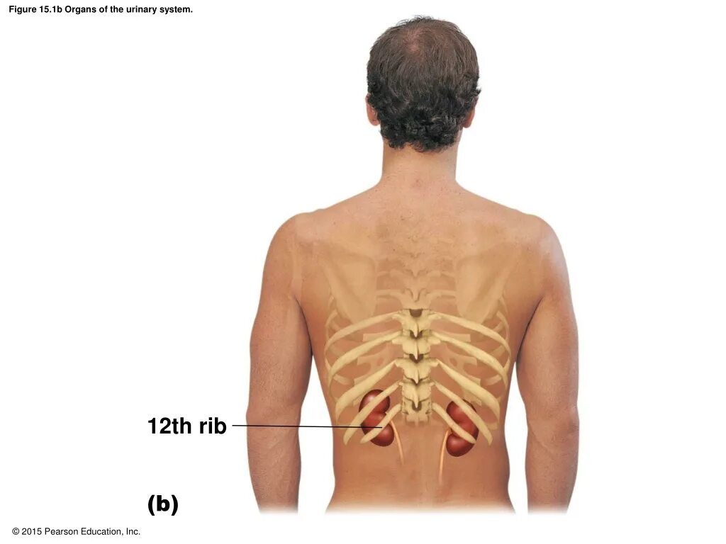 Где находятся почки у человека. Проекция почек на спине. Легкие со стороны спины. Почки у человека расположение. Расположение почек со спины.