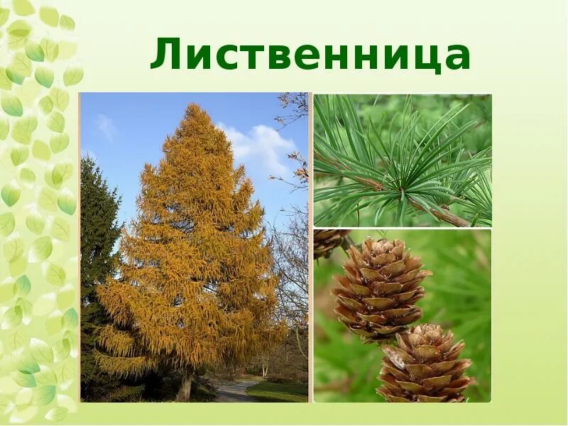 Как используют хвойные деревья
