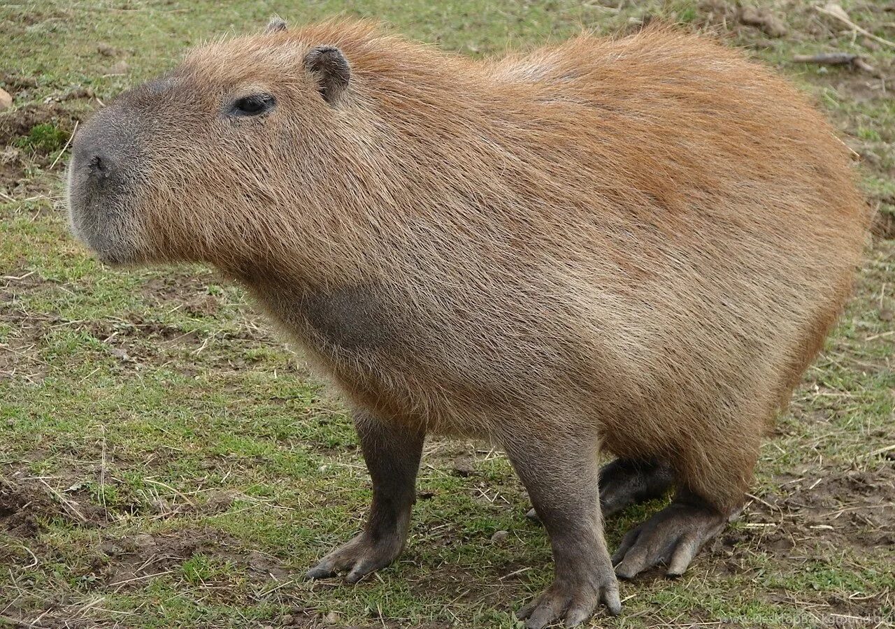 Капибара ростислав. Большая свинка капибара. Водяная свинка капибара. Капибара рост. Капибара.