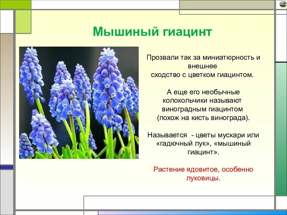 Значение цветов гиацинт. Гиацинт значение цветка. цветы похожие на гиацинты но называются. какое ещё название может быть у цветка мускари. гиацинт похож на колокольчик.