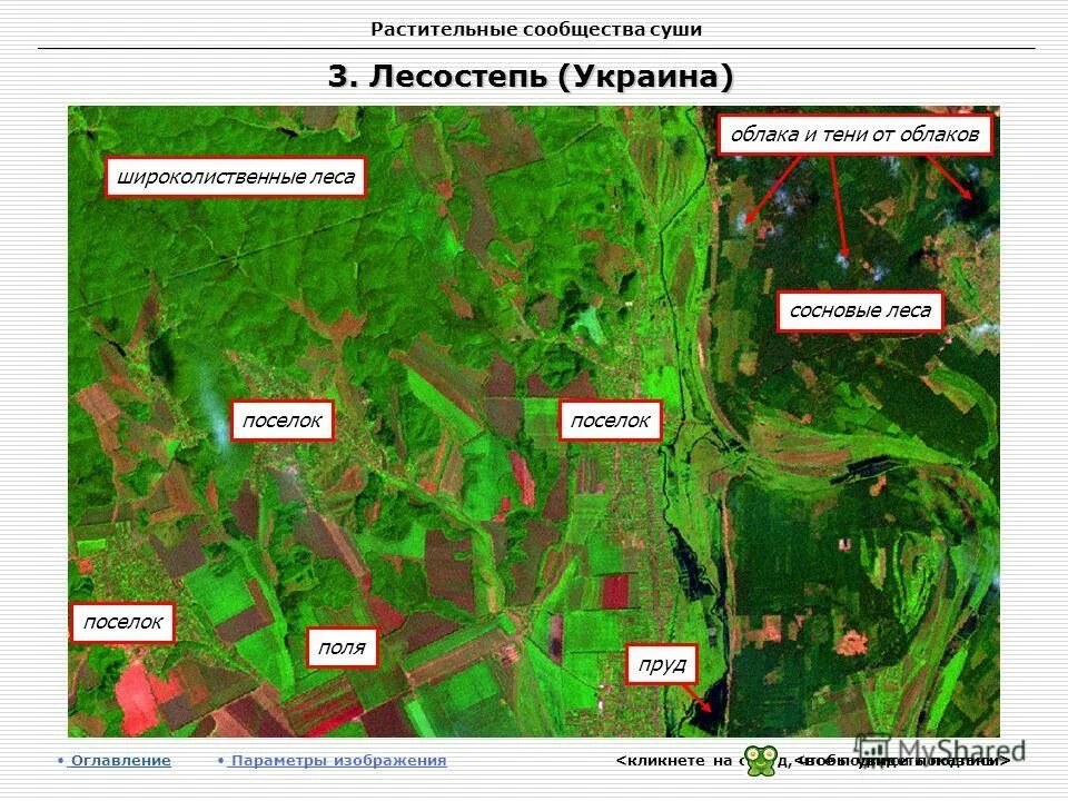 Растительные сообщества видео. Растительные сообщества. Карта растительных сообществ. Растительные сообщества России. Растительные сообщества карточки.