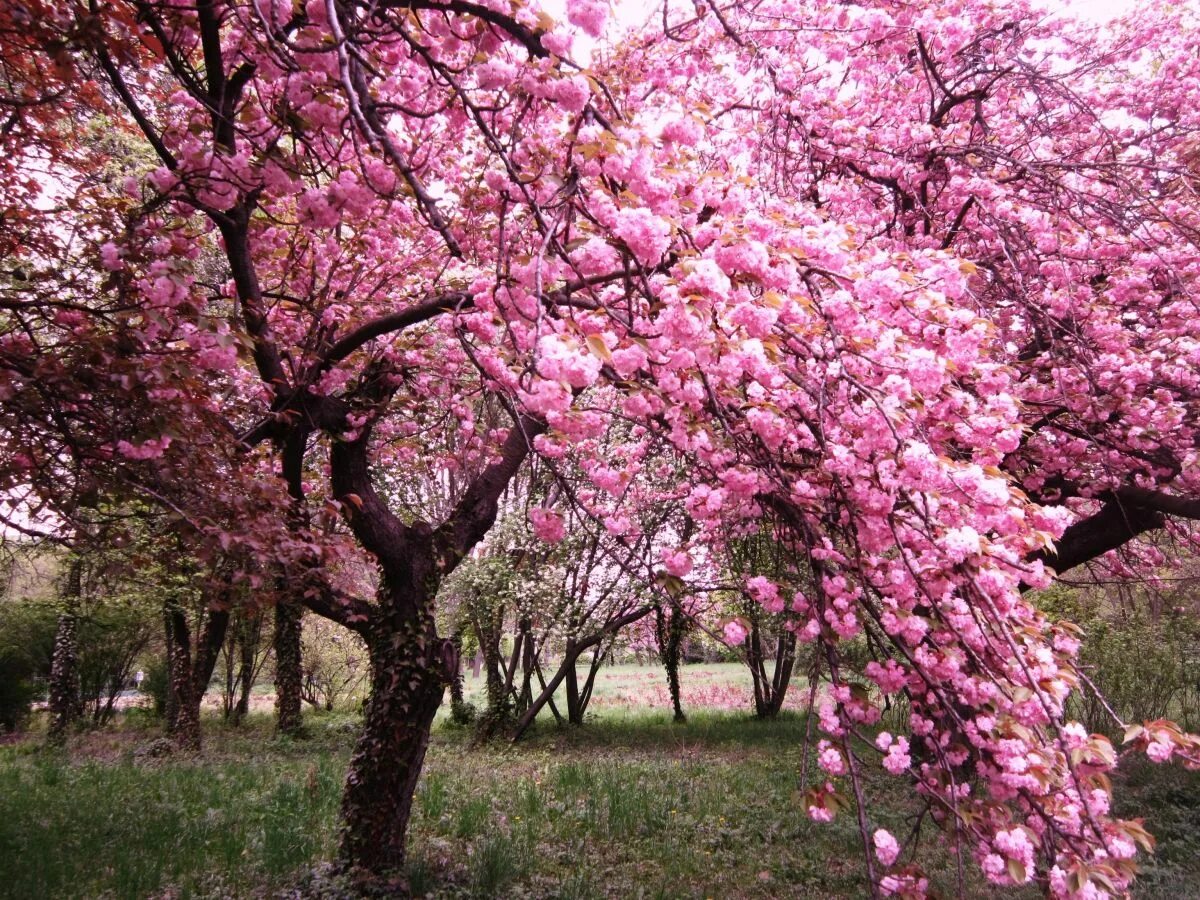 Сакура полностью. Кустарник красивоцветущий Сакура. Сакура дерево. Сакура цветет. Цветущие деревья Сакуры.
