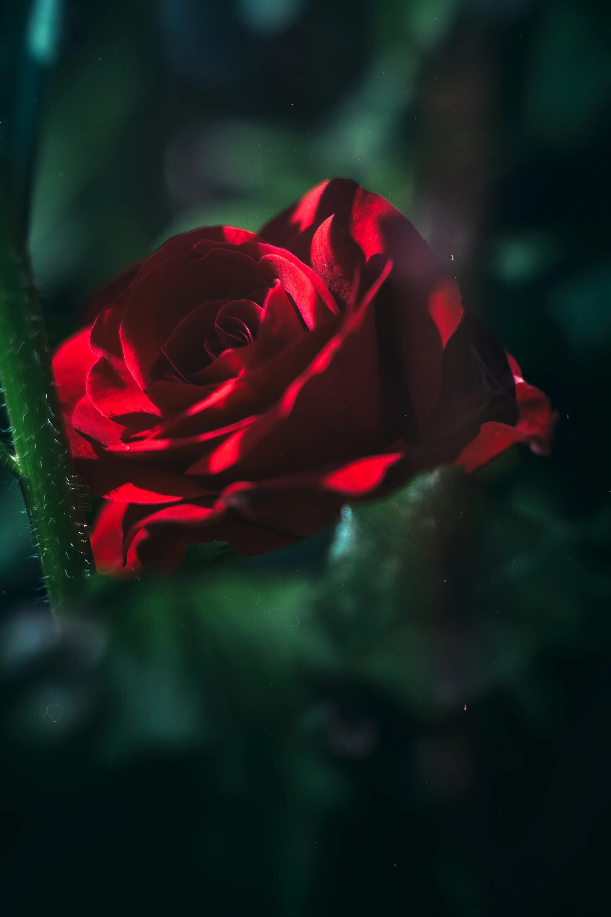 Глянцевые розы. Красные розы. Цветы розы красные. Розы красного цвета. Цветы розы Алые.
