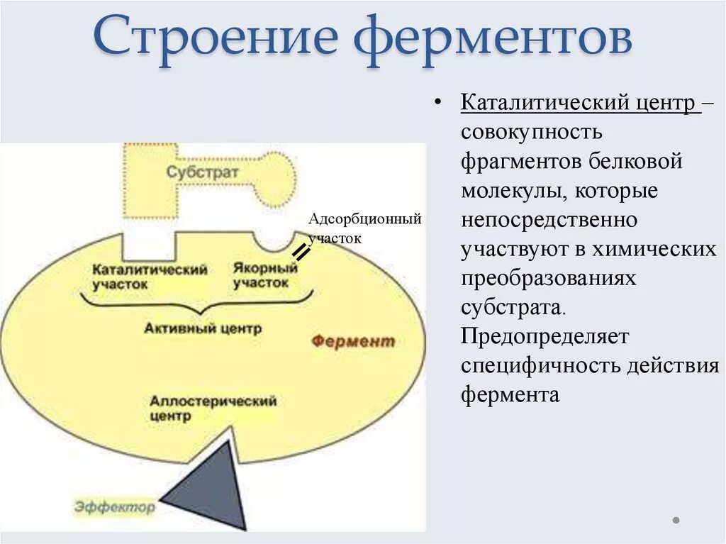 Активная группа фермента