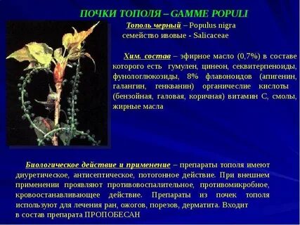 Почка содержание