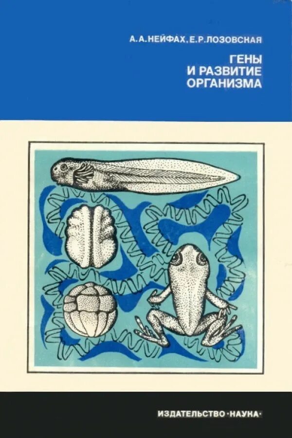 гены развития организма. нох гены+развитие. понятие о геноме, генотипе, фенотипе. генетика биология презентация. генетика человека презентация.