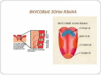 Язык биологии схема