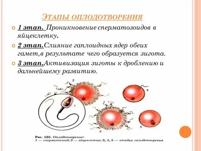 Оплодотворение биологическое значение. Оплодотворение 9 класс биология. этапы оплодотворения. оплодотворение и его значение. биологическое значение оплодотворения.