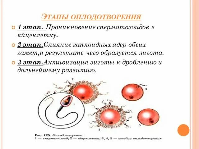 Оплодотворение 9 класс биология. Этапы оплодотворения. Оплодотворение и его значение. Биологическое значение оплодотворения.