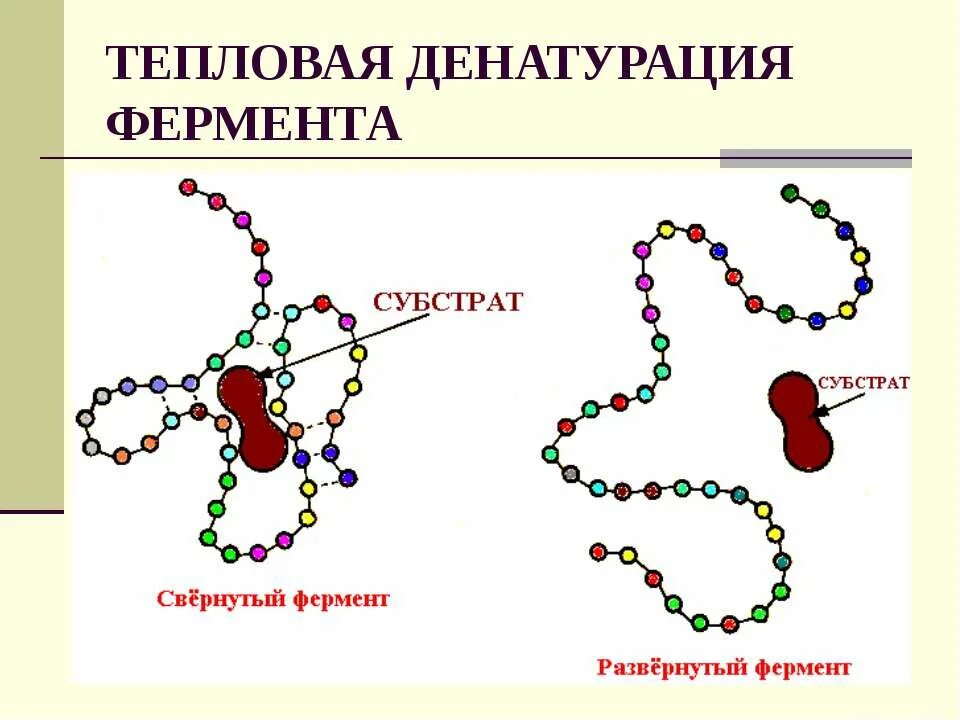 Какой фермент разрушает. Денатурация ферментов. Денатурация тепловая ферментов. Разрушение ферментов. Ферменты рисунок.