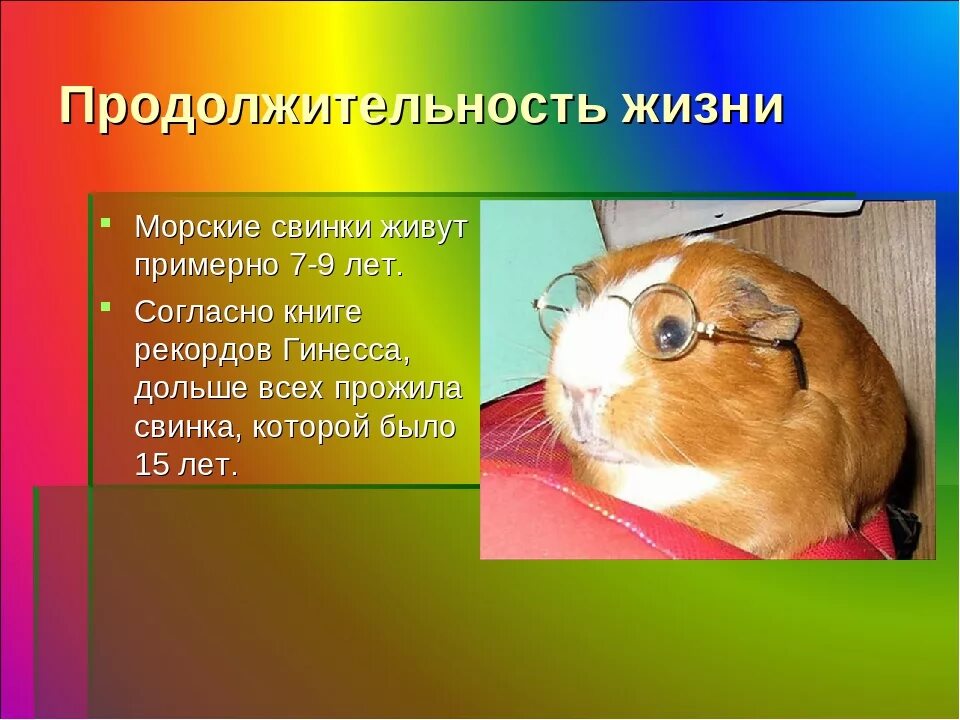 К какому отряду относят морскую свинку. Факты о морских свинках. факты о морских свиное. интересные факты о морских свинках для детей. рассказ про морскую свинку.