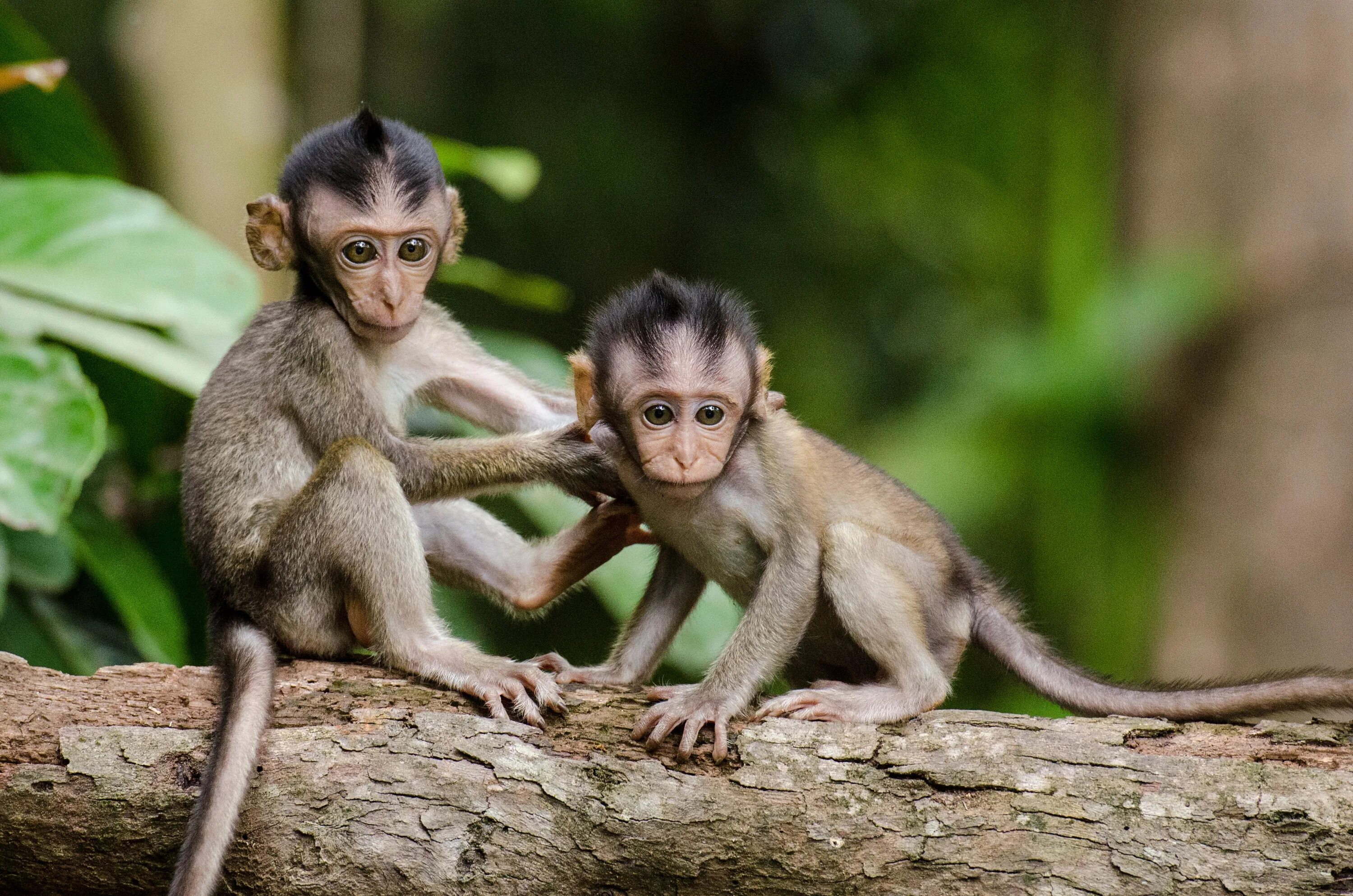 Макаки шимпанзе. Мартышковые приматы. Мартышковые обезьяны. Маймун макаки. Обезьяна примат.