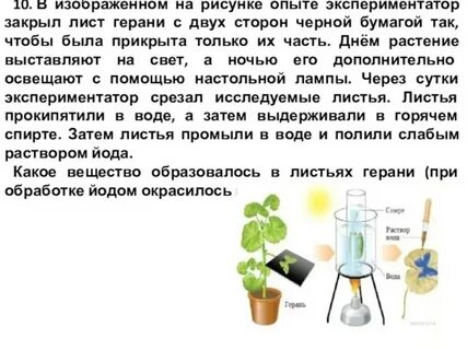 Экспериментатор исследовал изменения происходящие с растениями