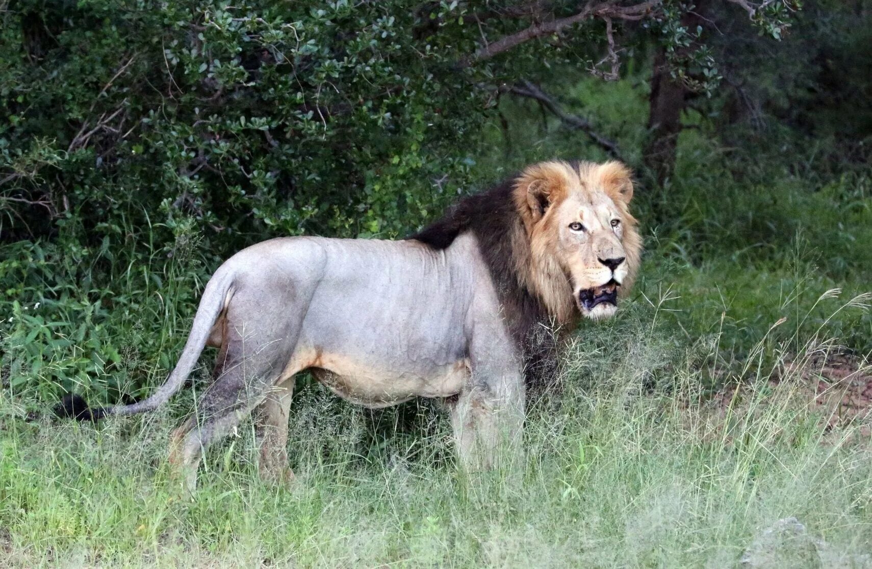 Про диких львов. Животное док. Hunting lioness.