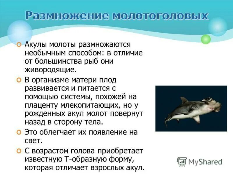 Внутреннее оплодотворение у рыб. Систематика класса костные рыбы. Сравнение хрящевых и костных рыб таблица 7 класс. Цикл развития рыбы схема. Внутренняя система у костных рыб.