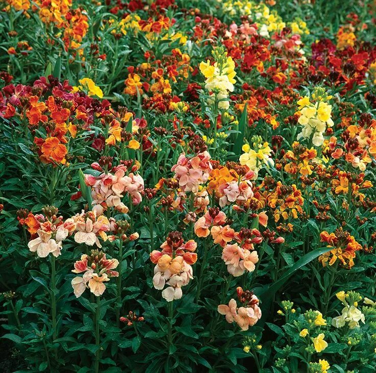 Долгоцветущие однолетники. Цинния изящная (zinnia elegans). Сальпиглоссис пурпурный граммофон. Хризантемы низкорослые. Гайлардия цветок многолетник.