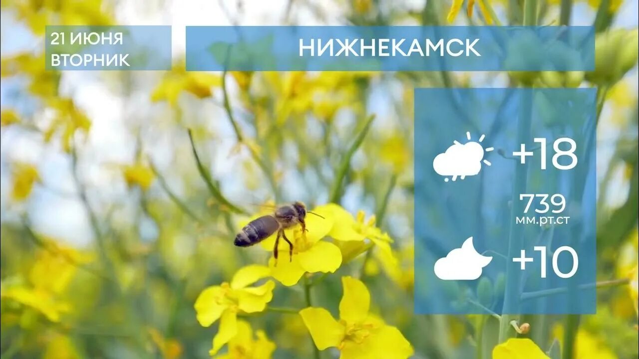 День города нижнекамск 2022. Погода в нижнекамске на 10 дней. Погода в нижнекамске. Погода в нижнекамске на август. Погода в нижнекамске.