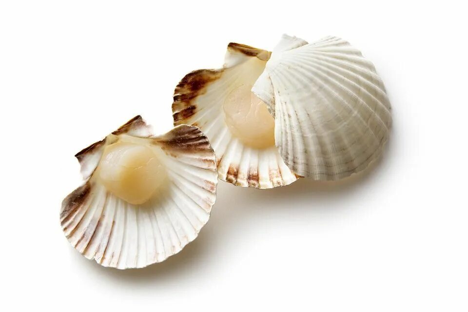 Гребешок вес. Морской гребешок на полустворке. scallops гребешки. гребешок приморский. морской гребешок ракушка.