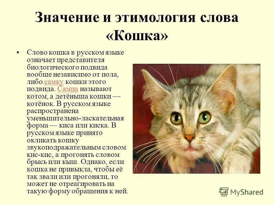 Как описать кошку. Значение слова кот. Происхождение слова кошка. Текст про кошку. Научный рассказ про кошку.
